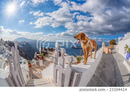 Dog on the wall, Santorini island in Greece 23104414