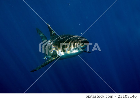 Great White shark ready to attack underwater 23105140