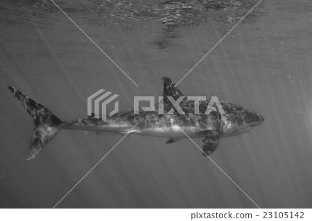 Great White shark attack in b&w close up 23105142