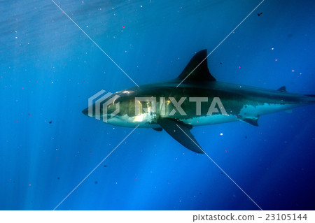 Great White shark ready to attack underwater Great White shark ready to attack underwater 23105144