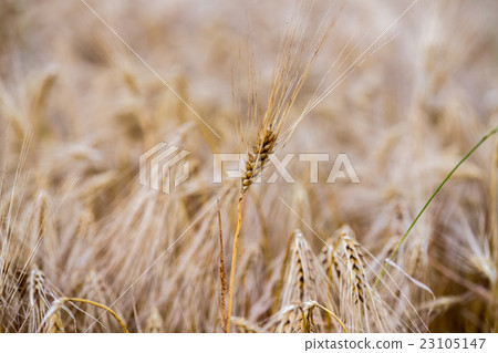 Mature Grain wheat field spike ear head 23105147