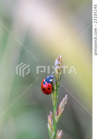 red ladybug macro on green leaf background red ladybug macro on green leaf background 23105148