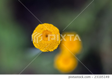 yellow daisy flower yellow and white on green 23105149