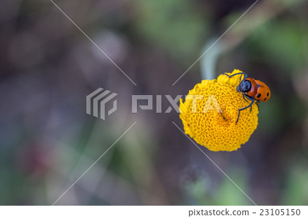 red and green cricket on yellow daisy flower 23105150