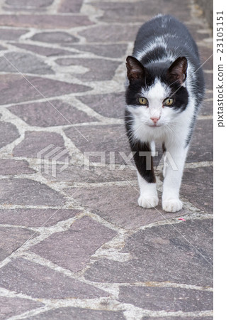 white and black cat ready to attack 23105151