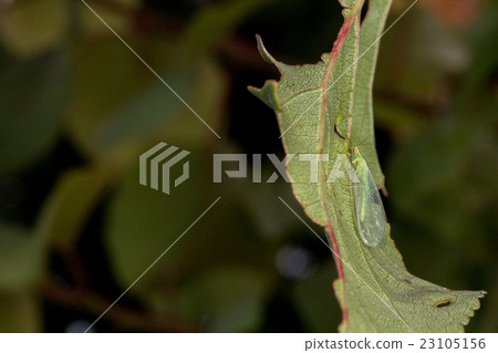 aphides on green leaf background close up detail 23105156