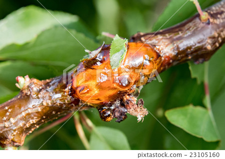 tree natural amber resin detail close up tree natural amber resin detail close up 23105160