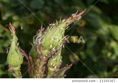 aphides on green leaf background close up detail 23105167