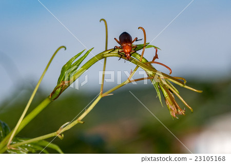 red and green cricket on red flower red and green cricket on red flower 23105168