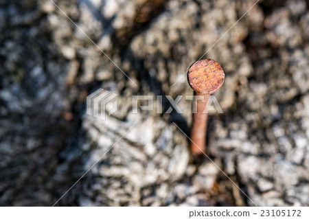 Rusted iron spike on wood macro close up detail 23105172