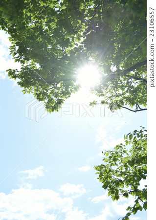 陽光透過清新的綠色 23106557