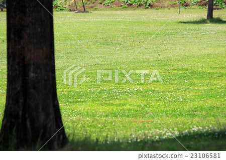 新鮮的綠色公園 23106581