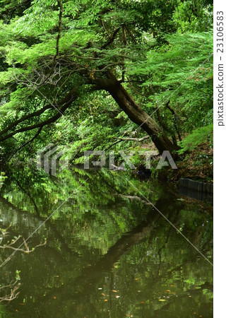 Tree in the pond Tree in the pond 23106583