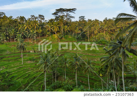 Rice fields Jatiluwih - Bali island Indonesia 23107363
