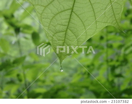 Drop of Hikari 23107382
