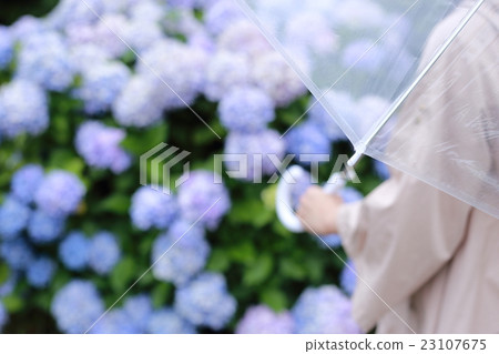 雨季回來(繡球花繡球花繡花體零件身體零件沒有手臉) 雨季回來(繡球花繡球花繡花體零件身體零件沒有手臉) 23107675