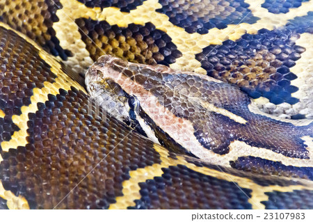 Photo of python head close up 23107983