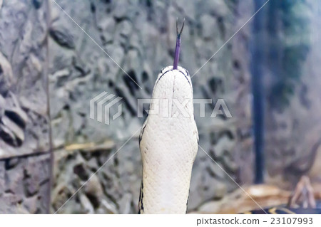 Photo of vertical snake head with put out tongue 23107993