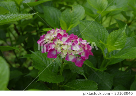 Kurashiki Komatsuyama八仙花屬花在雨中 Kurashiki Komatsuyama八仙花屬花在雨中 23108040