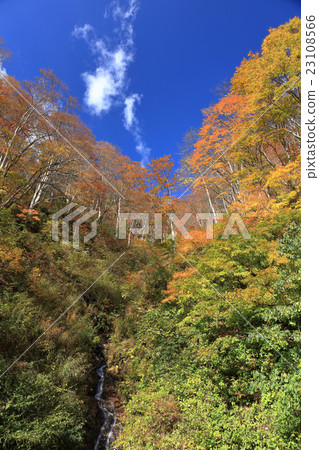 Mt.森林公路秋葉 23108566