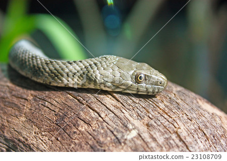 The dice snake The dice snake 23108709