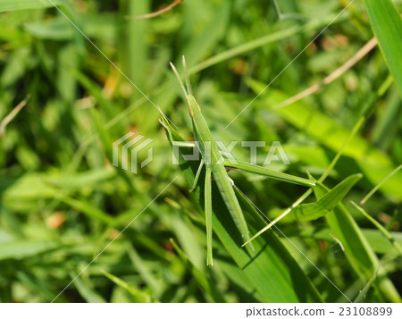 Larva of the grasshopper 23108899