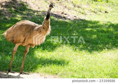 ostrich ostrich 23109886