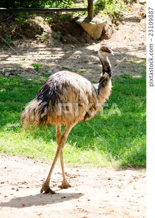 ostrich ostrich 23109887