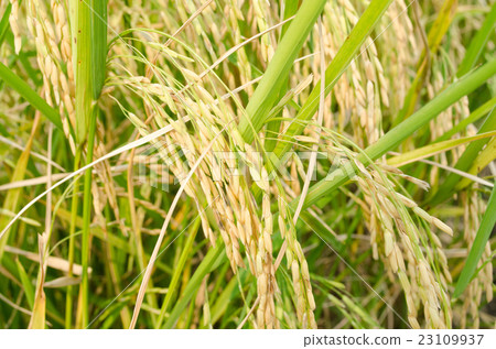 圖庫照片: asian rice grow paddy fields in thailand