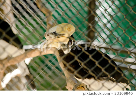 hornbill is big bird hornbill is big bird 23109940