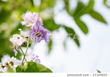Tabaek is beautiful bunches of pink flowers. Tabaek is beautiful bunches of pink flowers. 23109943