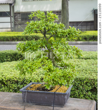 日本植物藝術“盆景” 日本植物藝術“盆景” 23110099
