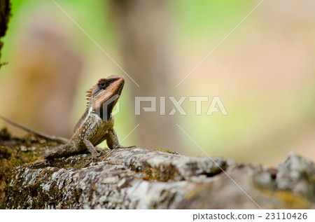 orangr spiny lizard orangr spiny lizard 23110426