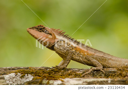 orangr spiny lizard 23110434