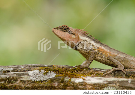 orangr spiny lizard 23110435