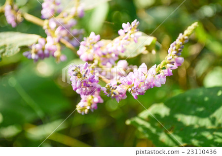 beautiful forest in thailand beautiful forest in thailand 23110436