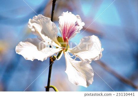 Bauhinia variegata flower 23110441
