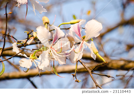 Bauhinia variegata flower 23110443