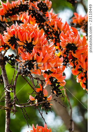 Bastard Teak Flower 23110449
