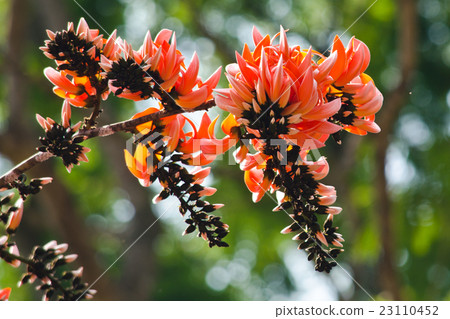 Bastard Teak Flower 23110452