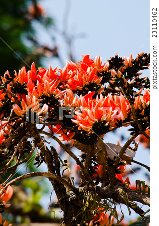 Bastard Teak Flower 23110462