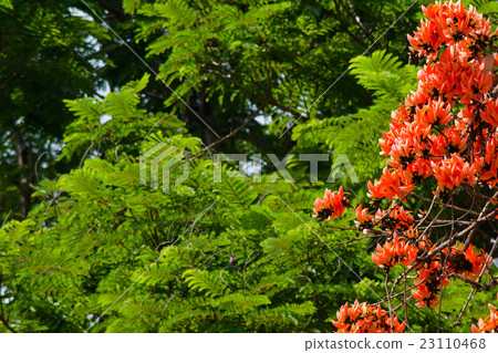 Bastard Teak Flower 23110468
