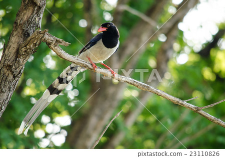 red billed blue magpie is standing in tree red billed blue magpie is standing in tree 23110826