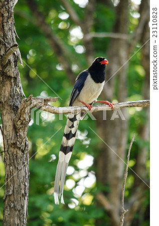 red billed blue magpie is standing in tree red billed blue magpie is standing in tree 23110828
