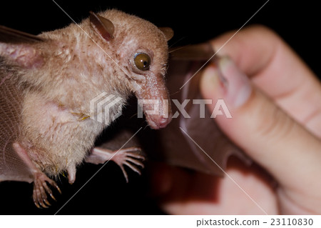 bat is mammal and call "vampire" 23110830