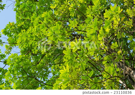 GREEN LEAF BACKGROUND and blue sky. GREEN LEAF BACKGROUND and blue sky. 23110836