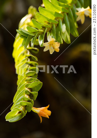 Dendrobium ellipsophyllum is beautiful flower  23110890