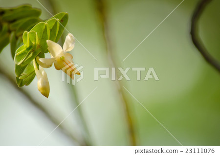 Dendrobium ellipsophyllum is beautiful flower Dendrobium ellipsophyllum is beautiful flower 23111076