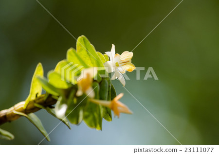 Dendrobium ellipsophyllum is beautiful flower  23111077
