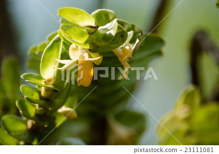 Dendrobium ellipsophyllum is beautiful flower  23111081